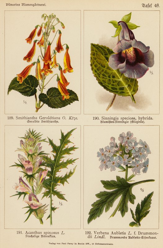 Smithiantha Geroldtiana, Sinningia Speciosa, Acanthus Spinosus, Verbena Aubletia (väriliitos). tekijältä (after) German School