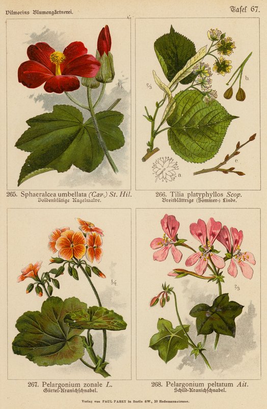 Sphaeralcea Umbellata, Tilia Platyphyllos, Pelargonium Zonale, Pelargonium Peltatum (väri litossa). tekijältä (after) German School