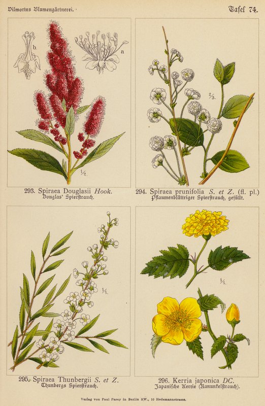 Spiraea Douglasii, Spiraea Prunifolia, Spiraea Thunbergii, Kerria Japonica (väriliitos). tekijältä (after) German School