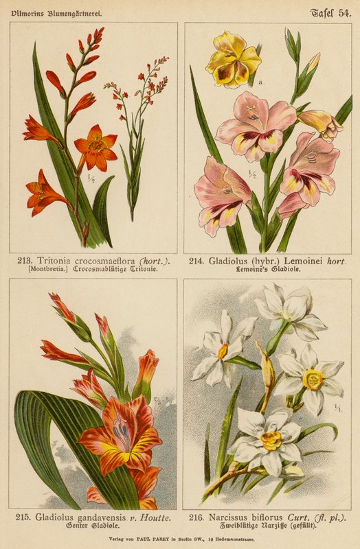 Tritonia Crocosmaeflora, Gladiolus Lemoinei, Gladioulus Gandavensis, Narcissus Biflorus (väriliitos). tekijältä (after) German School