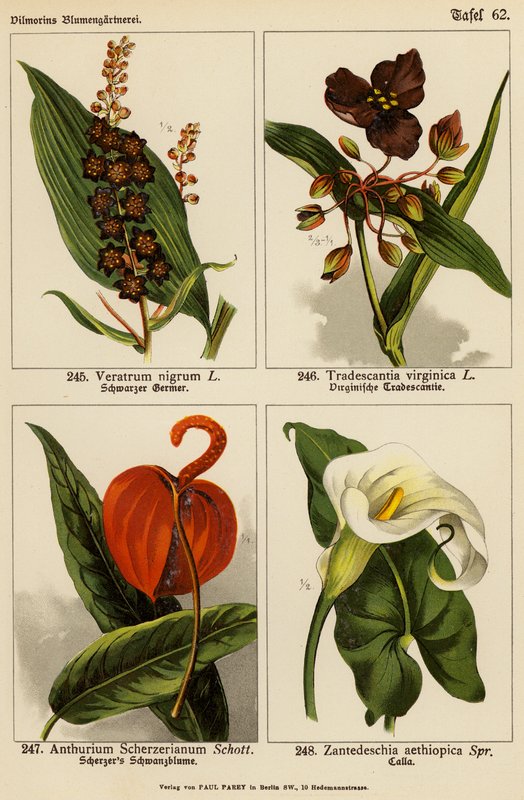 Veratrum Nigrum, Tradescantia Virginica, Anthurium Scherzerianum, Zantedeschia Aethiopica (väriliitos). tekijältä (after) German School