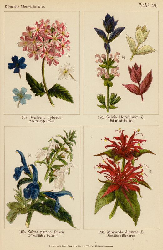 Verbena Hybrida, Salvia Horminum, Salvia Patens, Monarda Didyma (väriliitos). tekijältä (after) German School