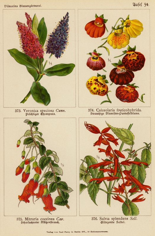Veronica Speciosa, Calceolaria Fruticohybrida, Mitraria Coccinea, Salvia Splendens (värilitro). tekijältä (after) German School
