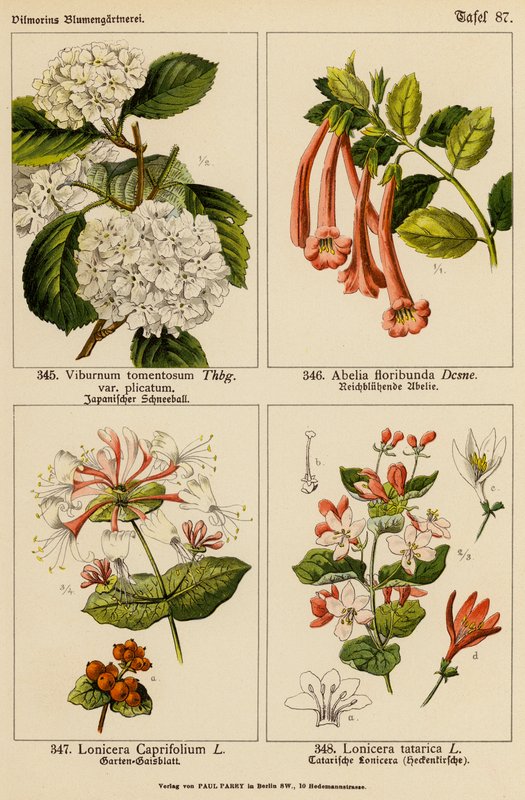 Viburnum Tomentosum, Abelia Floribunda, Lonicera Caprifolium, Lonicera Tatarica (väriliitos). tekijältä (after) German School