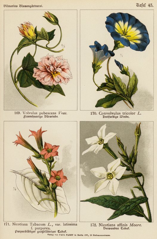Volvulus Pubescens, Convolvulus Tricolor, Nicotiana Tabacum, Nicotiana Affinis (väri lit.) tekijältä (after) German School