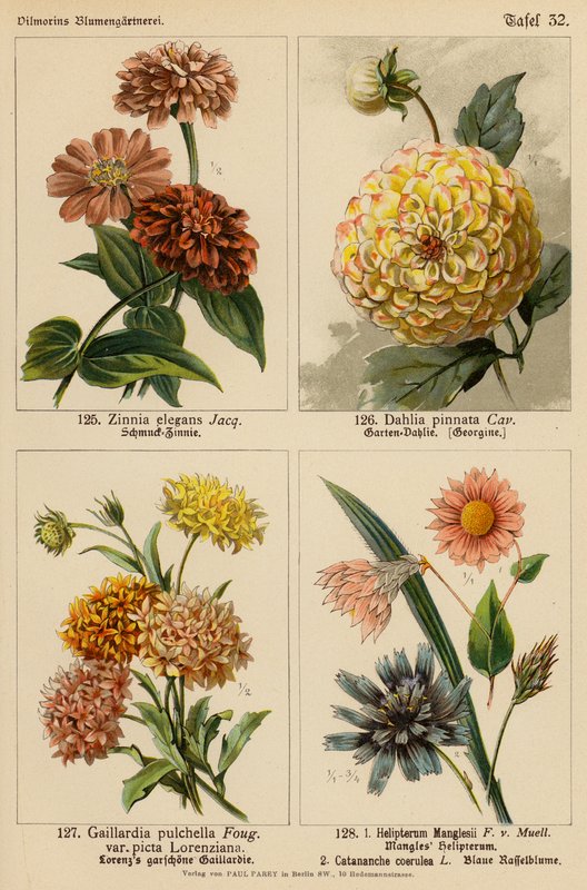Zinnia Elegans, Dahlia Pinnata, Gaillardia Pulchella, Helipterum Manglesii, Catananche Coerulea (värilitro). tekijältä (after) German School