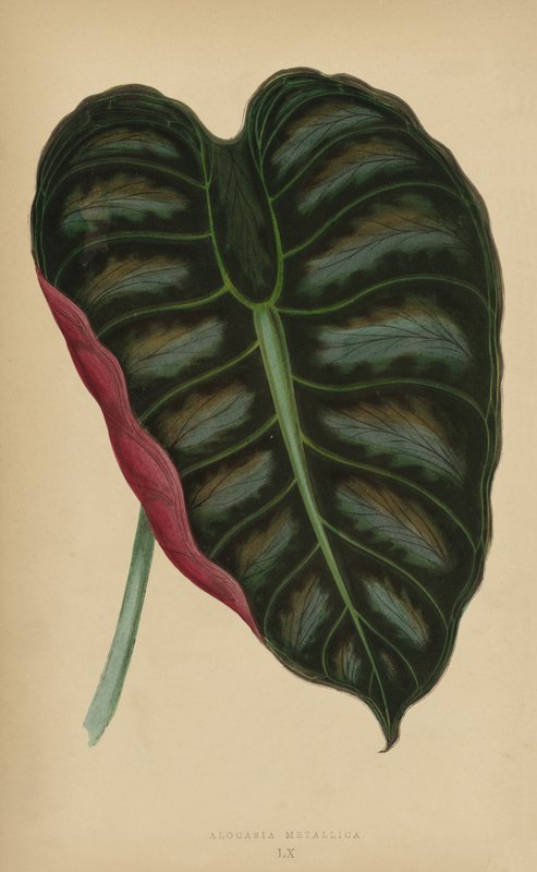 Alocasia Metallica tekijältä English School
