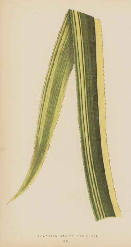 Ananassa Sativa Variegata tekijältä English School