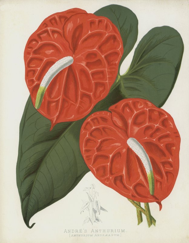 Andres Anthurium, Anthurium Andraeanum tekijältä English School