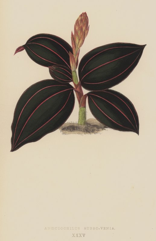 Anoectochilus Rubro-Venia tekijältä English School