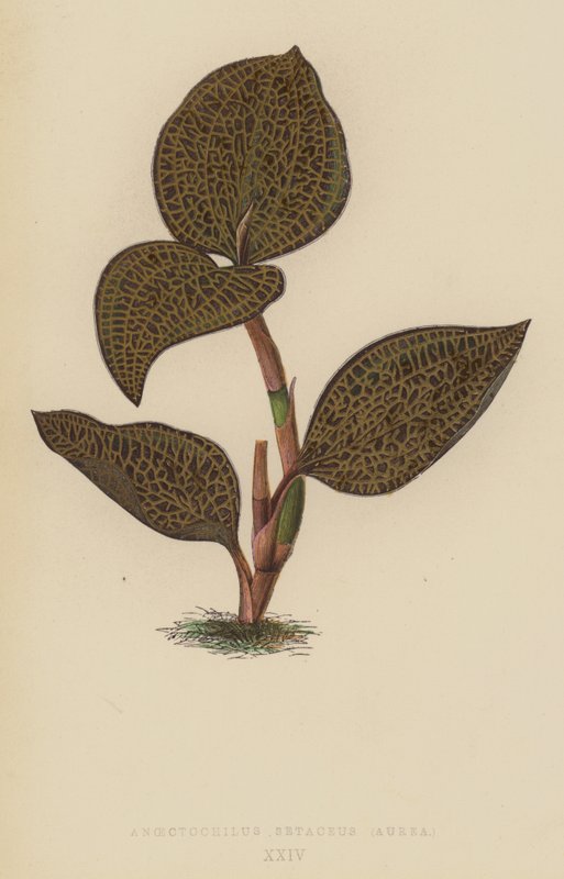 Anoectochilus Setaceus, Aurea tekijältä English School
