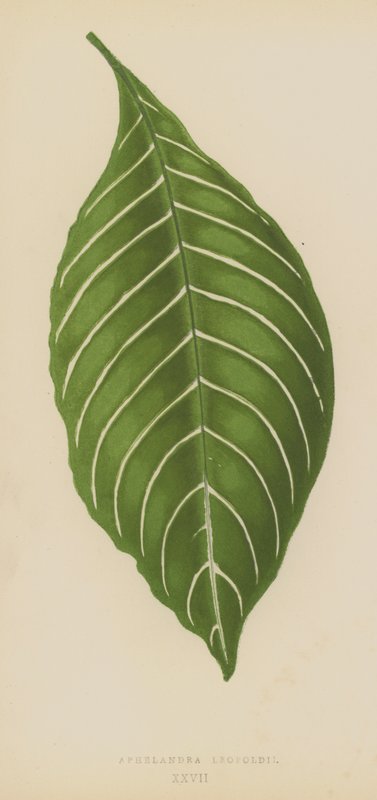 Aphelandra leopoldii tekijältä English School