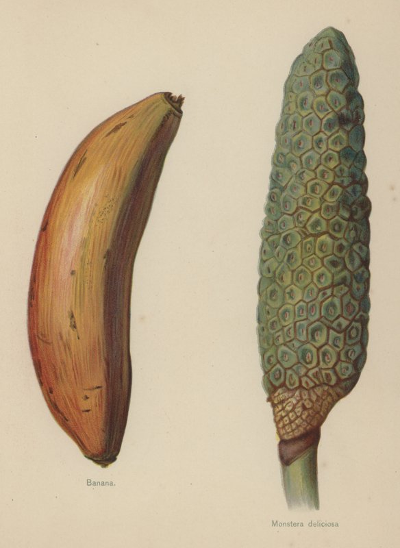 Banaani, Monstera deliciosa tekijältä English School