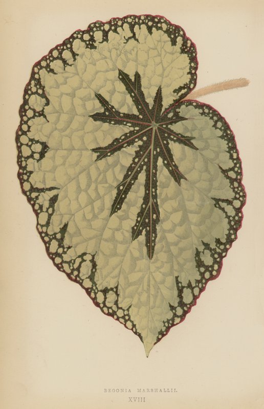 Begonia marshallii tekijältä English School