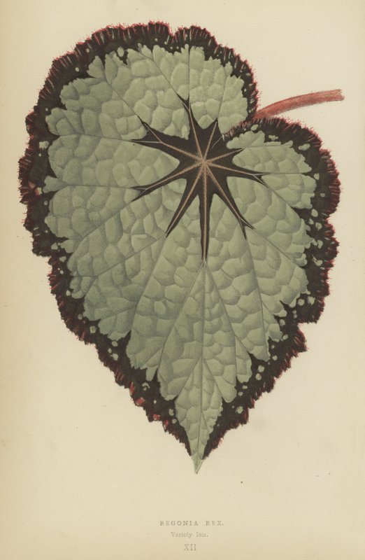 Begonia Rex, lajike Isis tekijältä English School