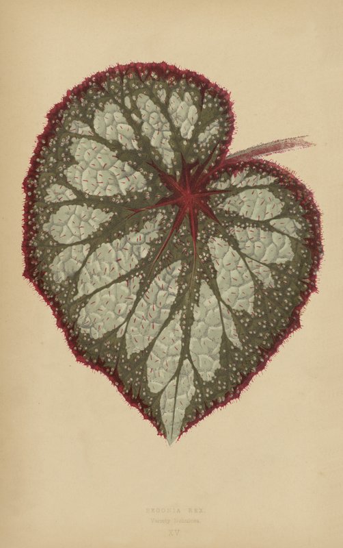 Begonia Rex, lajike Nebula tekijältä English School