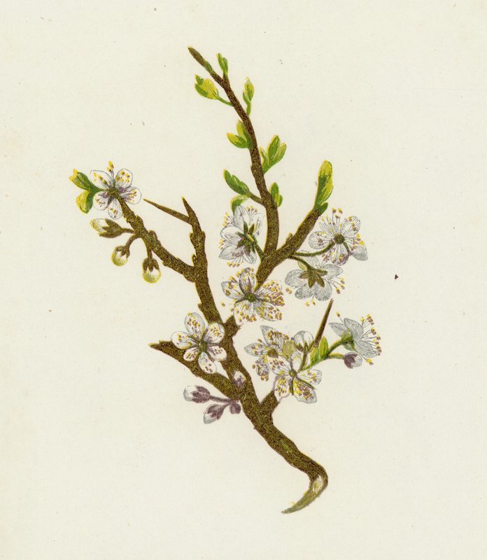 Blackthorn tai Sloe, Prunus Spinosa tekijältä English School