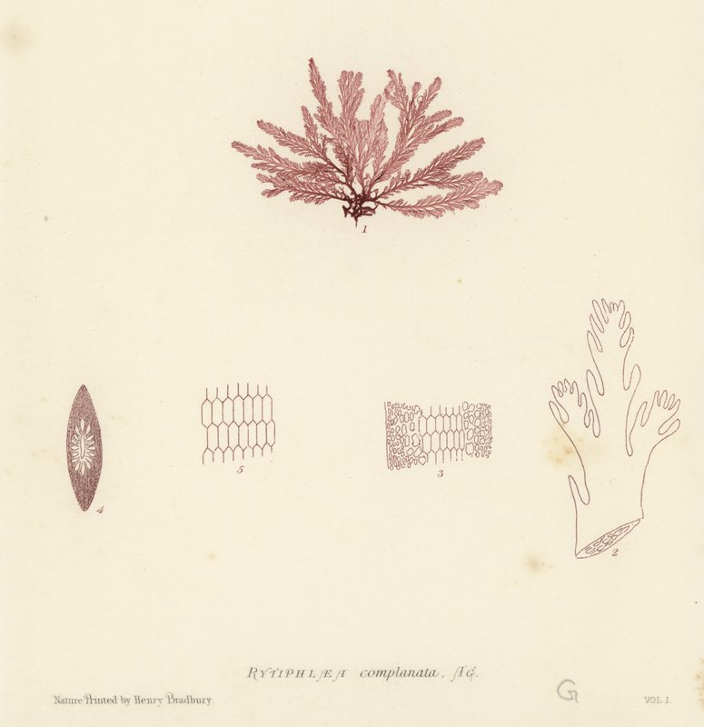 British Sea-Weed (luontopainettu) tekijältä English School