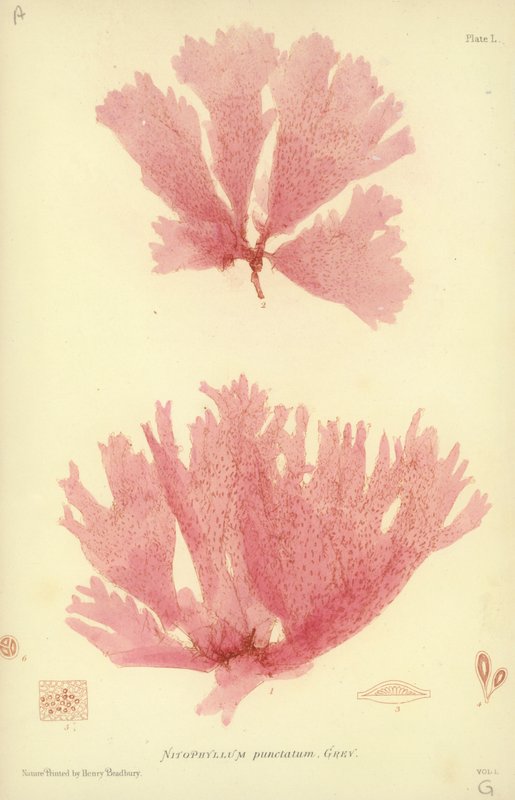 British Sea-Weed (luontopainettu) tekijältä English School