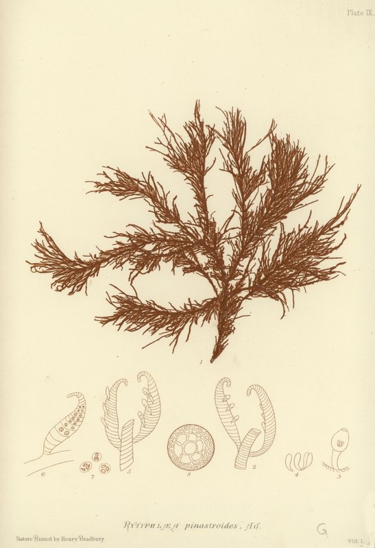 British Sea-Weed (luontopainettu) tekijältä English School