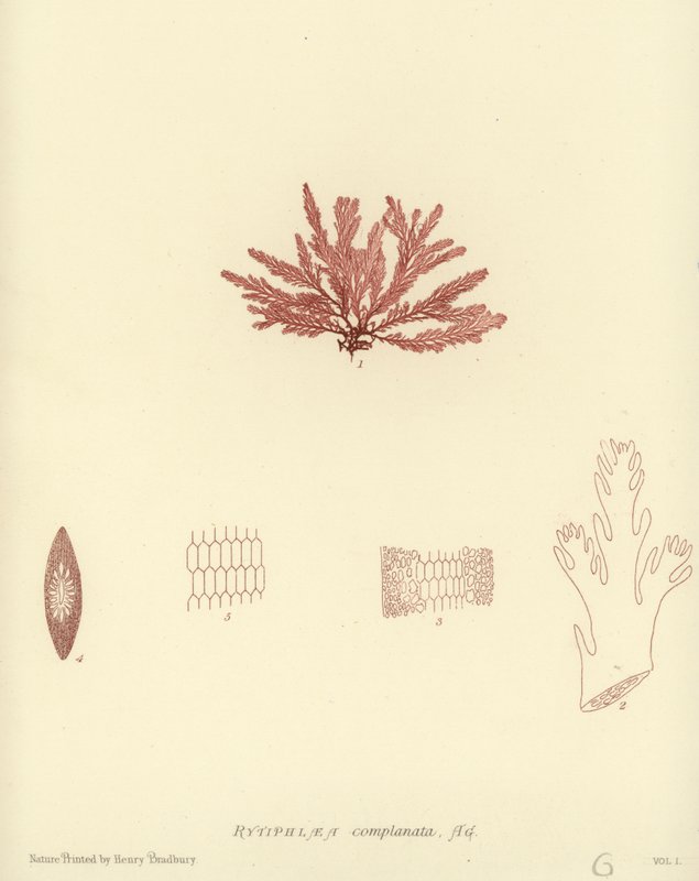 British Sea-Weed (luontopainettu) tekijältä English School
