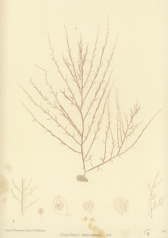 British Sea-Weed (luontopainettu) tekijältä English School