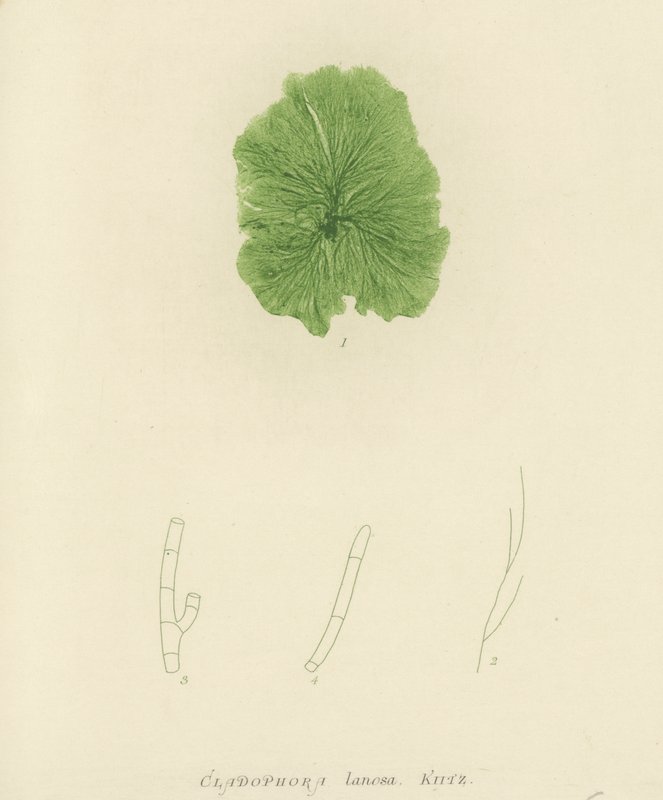 British Sea-Weed (luontopainettu) tekijältä English School