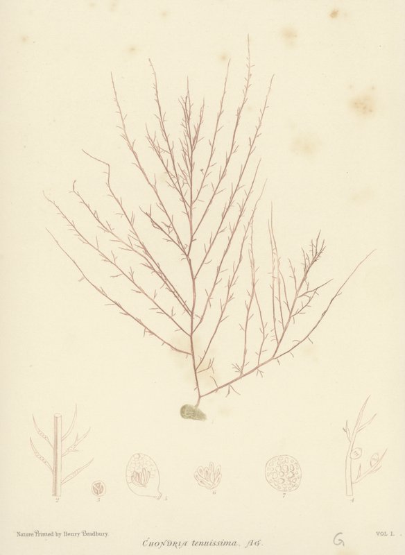 British Sea-Weed (luontopainettu) tekijältä English School