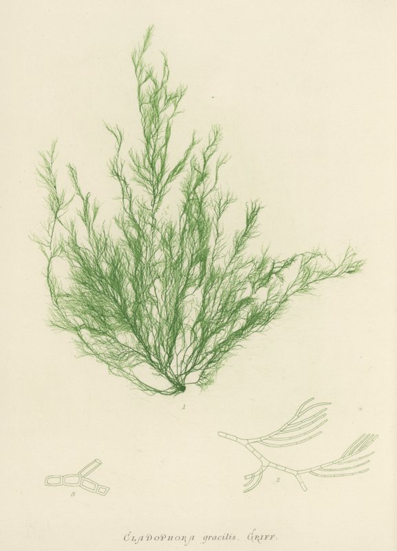 British Sea-Weed (luontopainettu) tekijältä English School