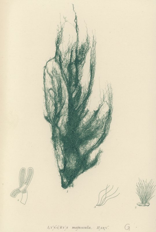 British Sea-Weed (luontopainettu) tekijältä English School