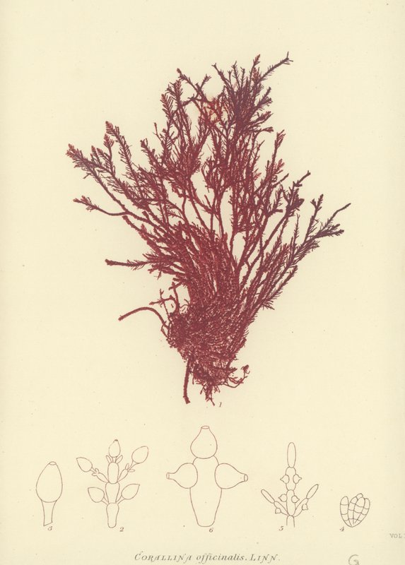 British Sea-Weed (luontopainettu) tekijältä English School