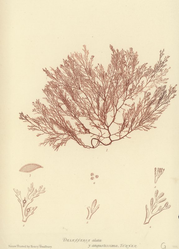 British Sea-Weed (luontopainettu) tekijältä English School