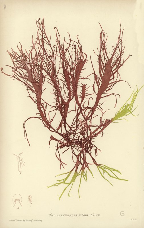 British Sea-Weed (luontopainettu) tekijältä English School