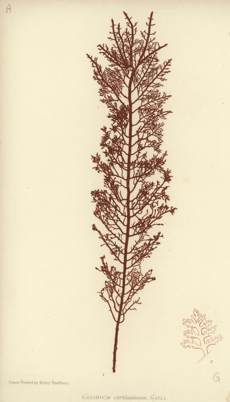 British Sea-Weed (luontopainettu) tekijältä English School