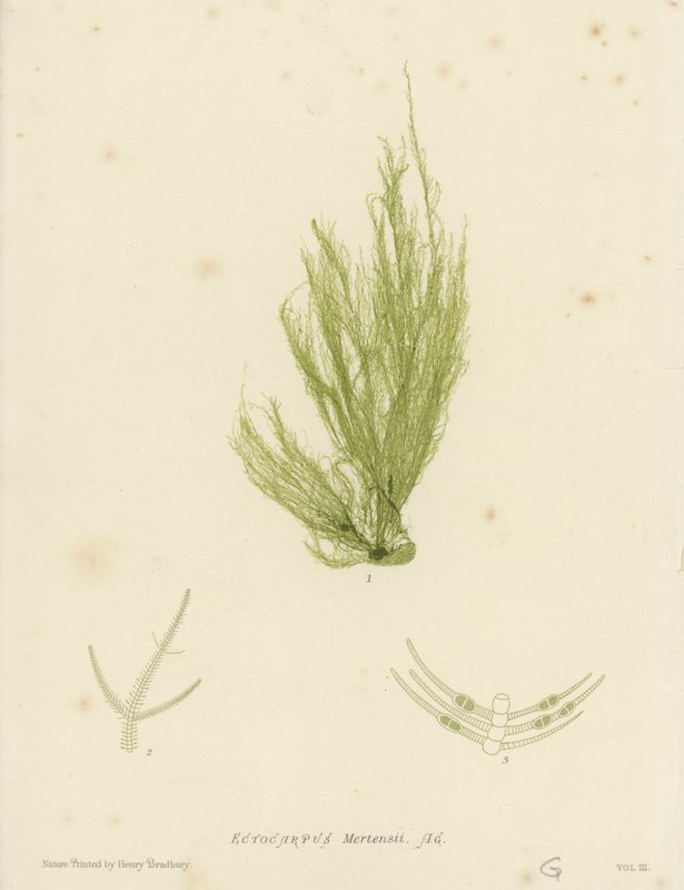 British Sea-Weed (luontopainettu) tekijältä English School