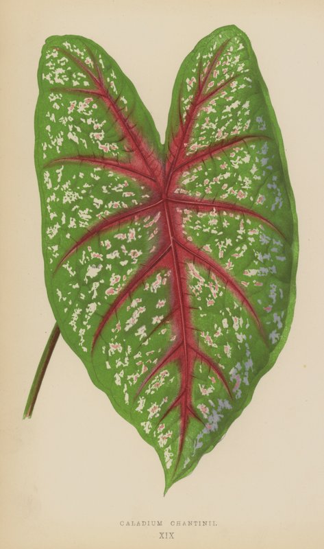 Caladium Chantinii tekijältä English School