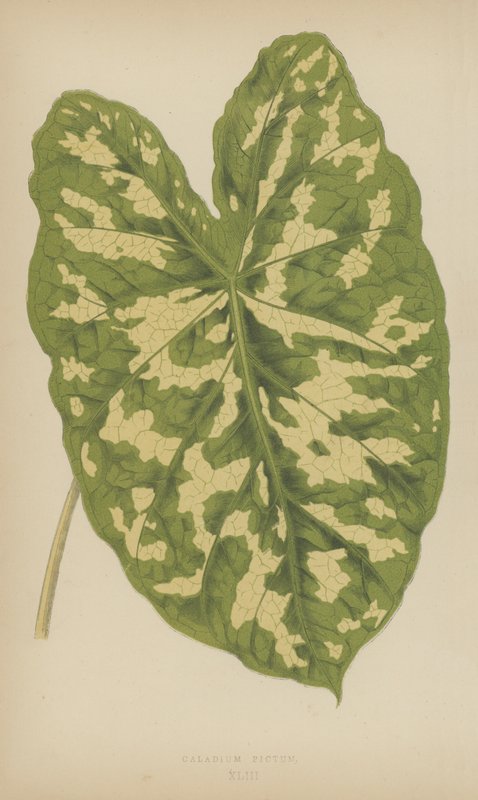 Caladium Pictum tekijältä English School
