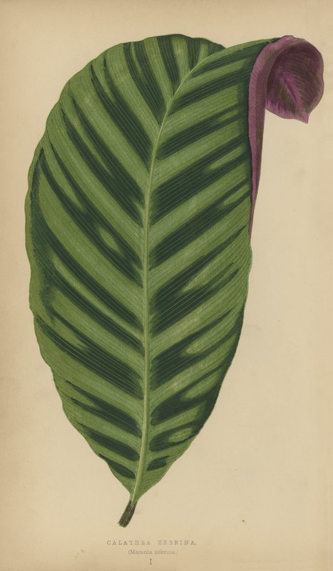 Calathea Zebrina, Maranta zebrina tekijältä English School