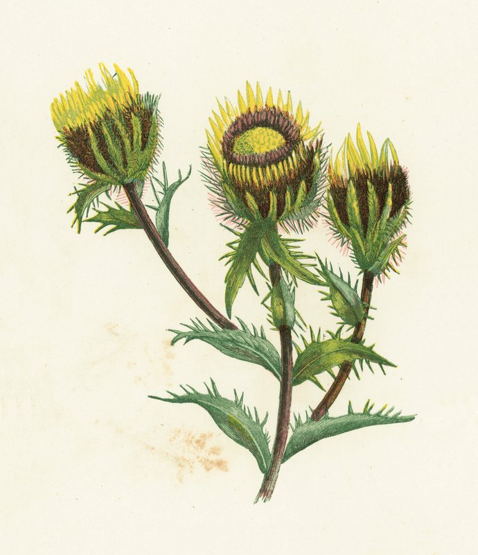 Carline Thistle, Carlina Vulgaris tekijältä English School