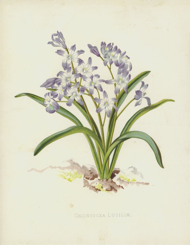 Chionodoxa Luciliae tekijältä English School
