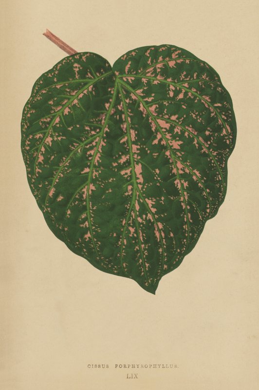 Cissus porphyrophyllus tekijältä English School