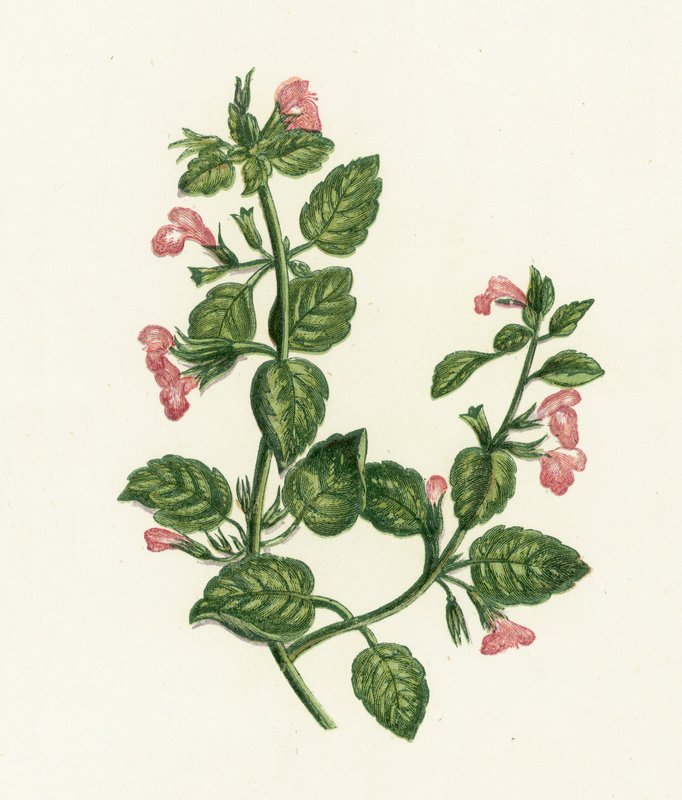Tavallinen Calamint, Calamintha Officinalis tekijältä English School