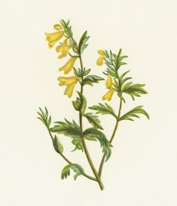 Tavallinen lehmävehnä, Melampyrum Pratense tekijältä English School