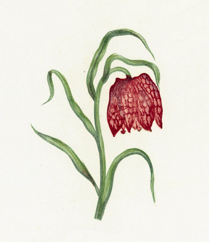 Yleinen Fritillary, Fritillaria Meleagris tekijältä English School
