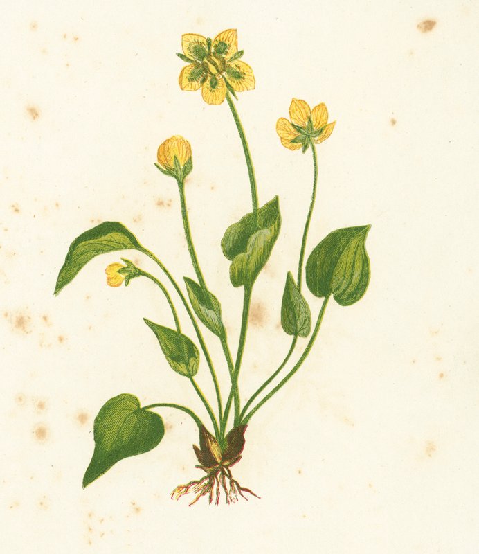 Parnassuksen tavallinen ruoho, Parnassia Palustris tekijältä English School