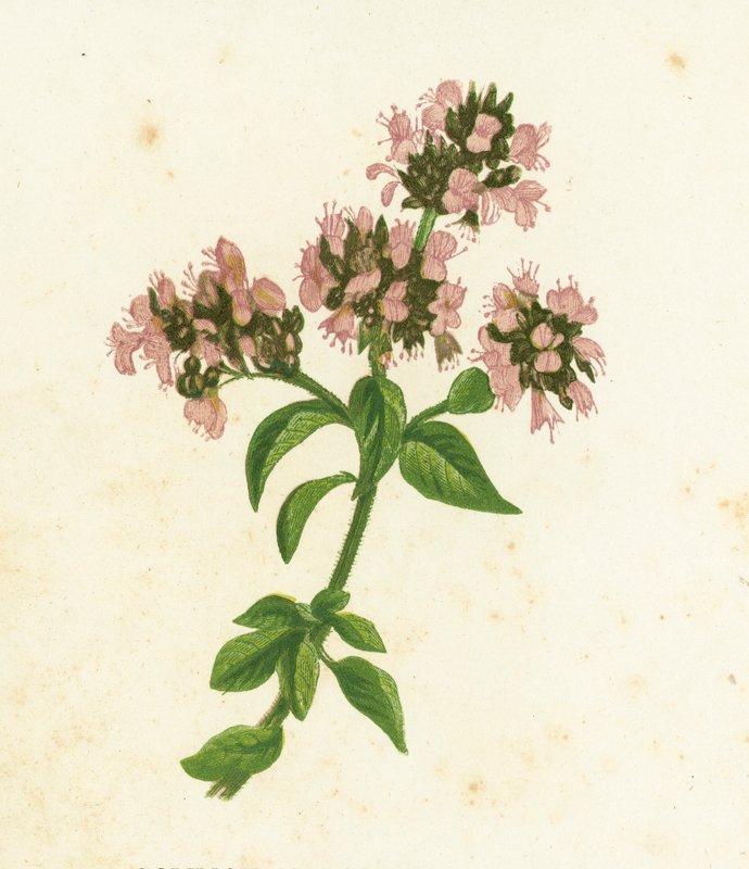 Meirami, Origanum Vulgare tekijältä English School