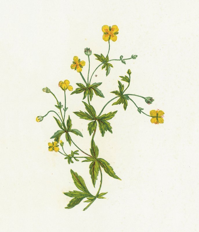 Tavallinen Tormentil, Tormentilla Officinalis tekijältä English School