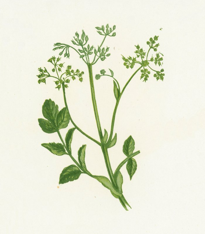 Villi palsternakka, Pastinaca Sativa tekijältä English School