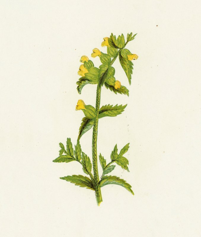 Yellow Rattle, Rhinanthus Crista-Galli tekijältä English School