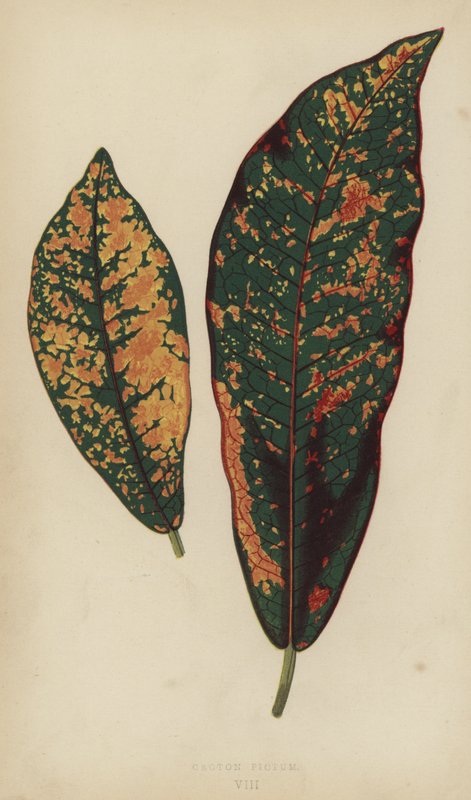 Croton Pictum tekijältä English School